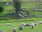 Irische Schafe